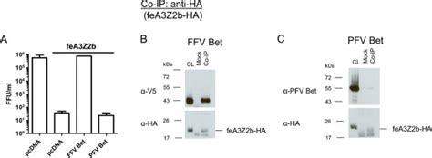 Identification of the feline foamy virus Bet domain essential for ...